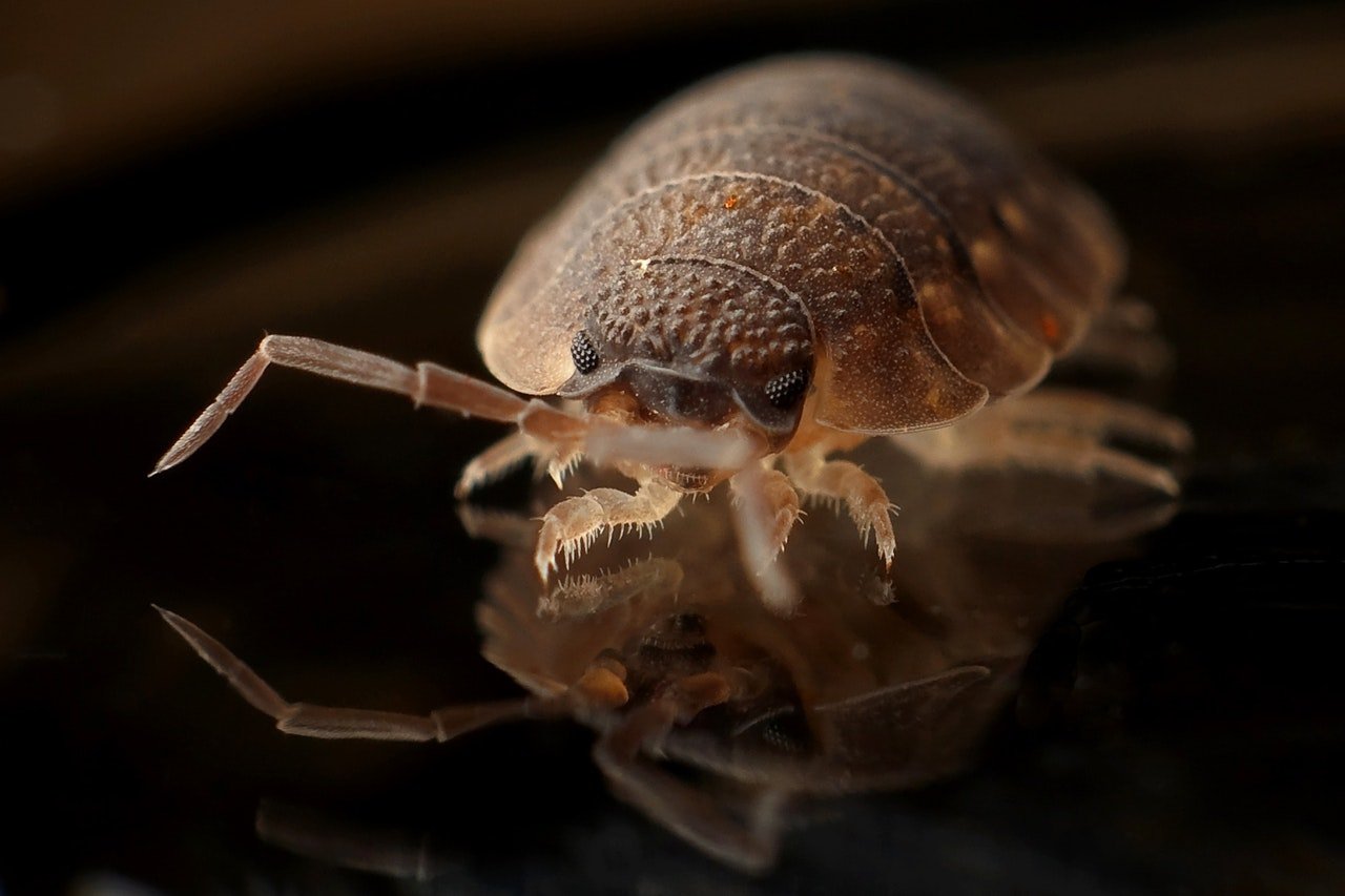 Research: Raising awareness on ground Ants diversity and abundance - The  Forefront Mag