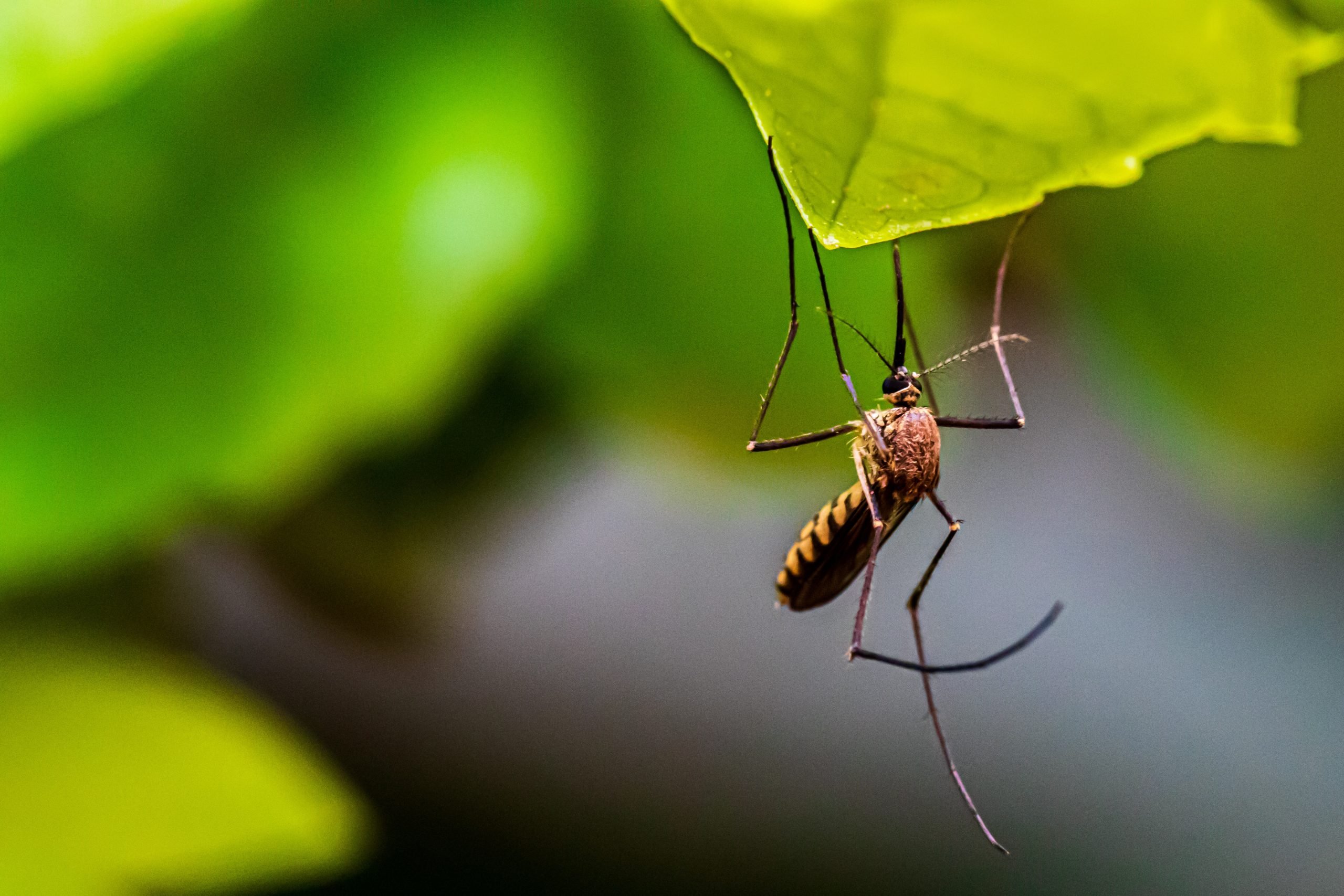 pest control - How can I prevent spiders from setting up home in my car's  wing mirrors? - Lifehacks Stack Exchange