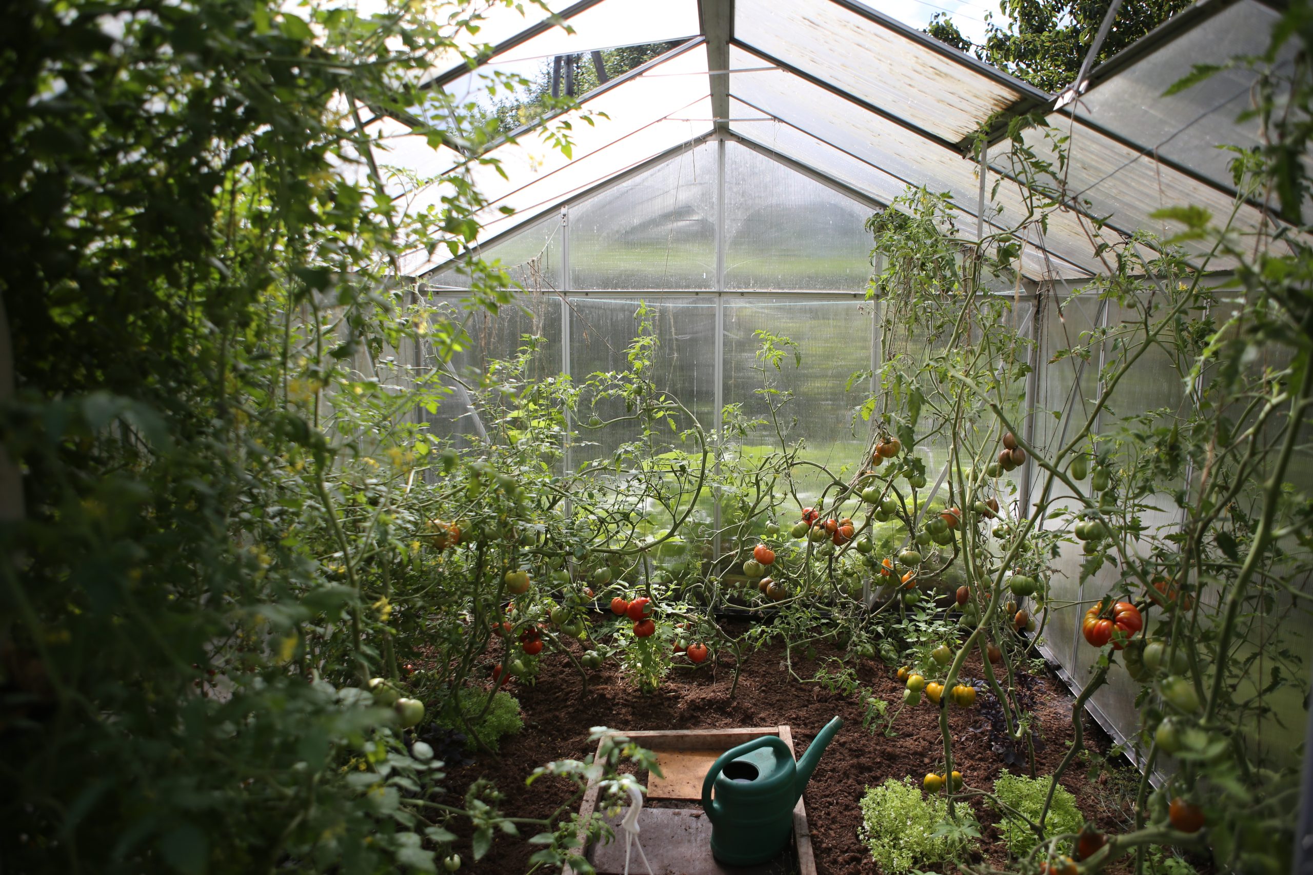 Can you use your conservatory as a greenhouse? - Garden & Greenhouse