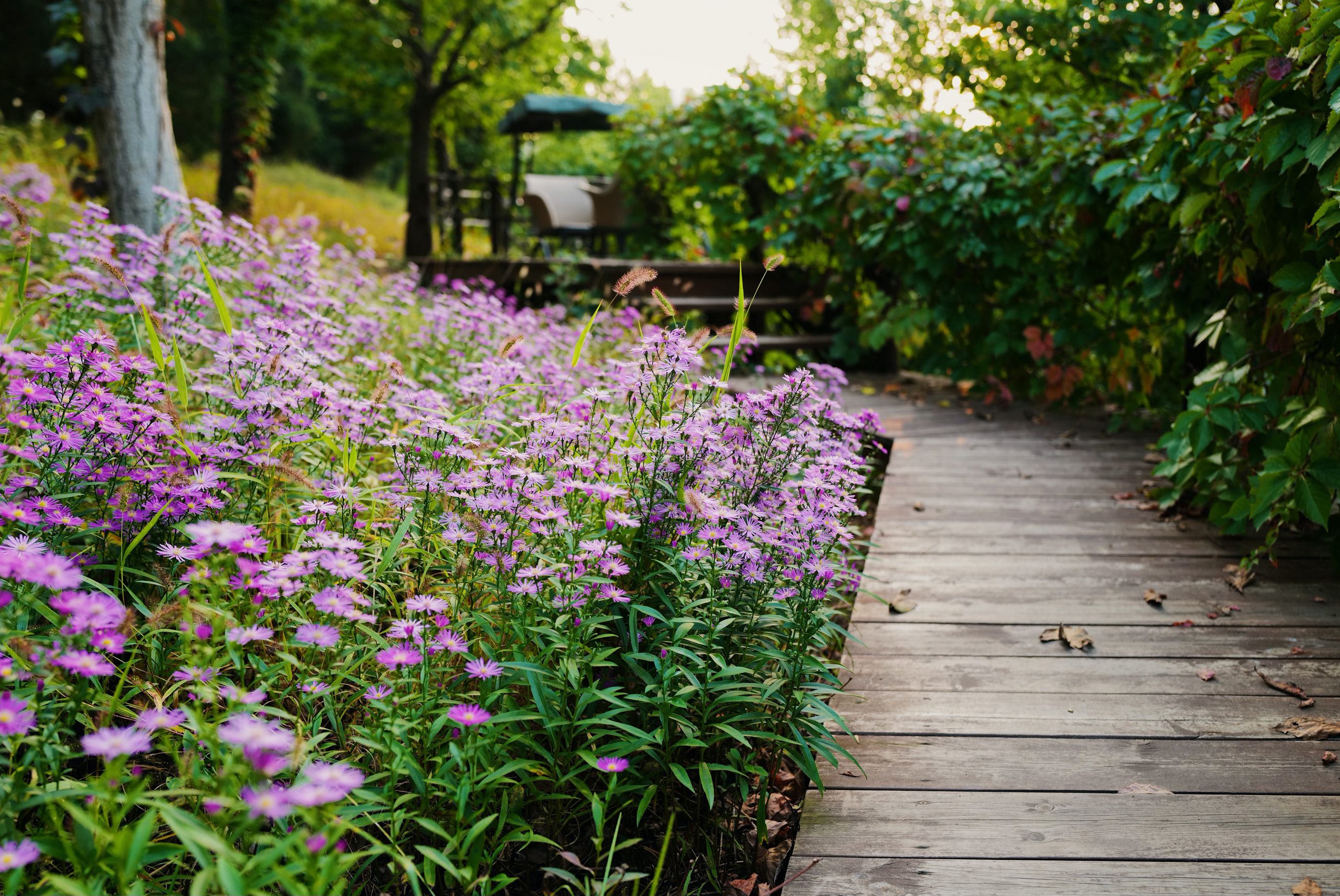 Growing and Using Echinacea Purpurea - Garden & Greenhouse