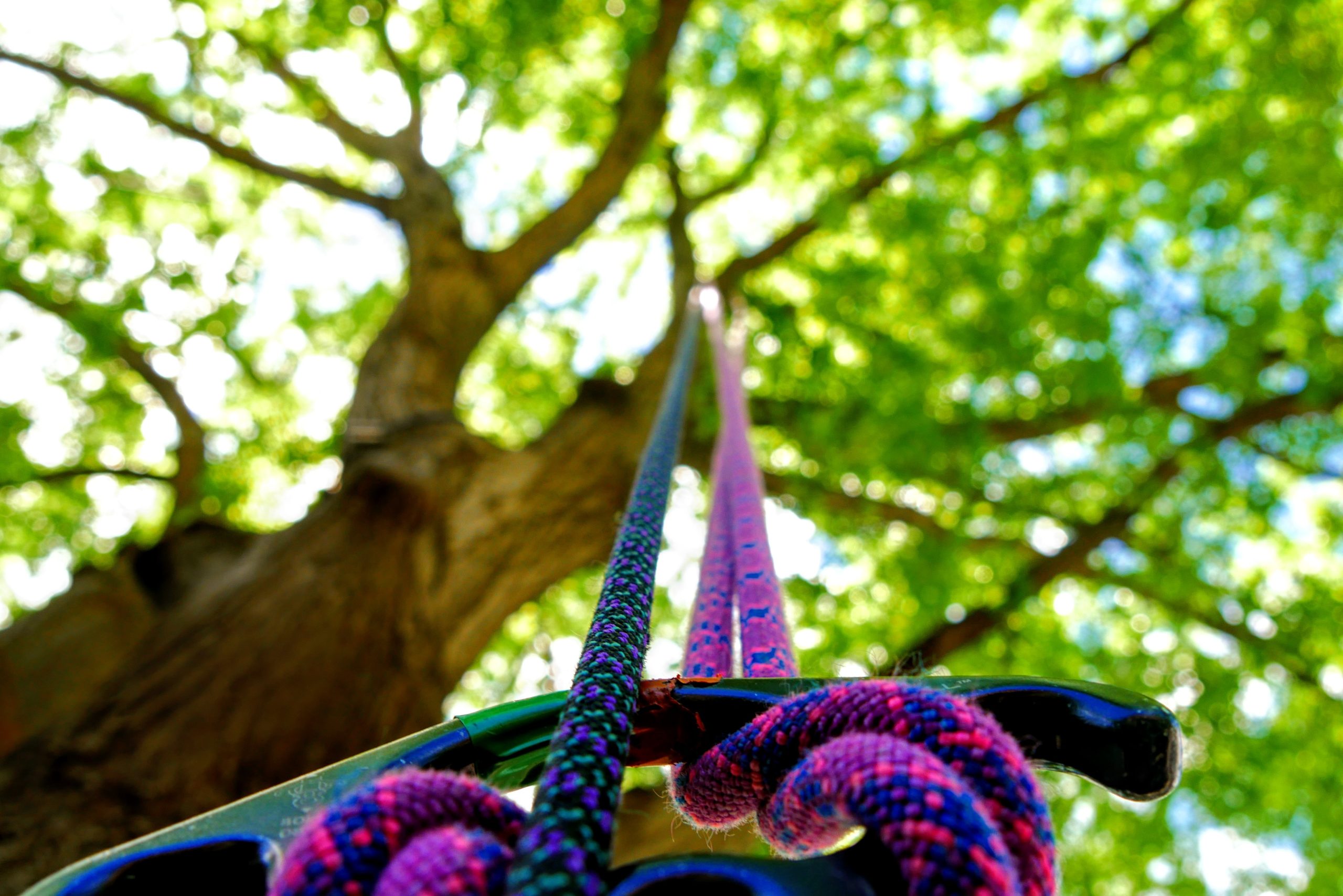 Essential guide for homeowners: tree care tips and must-have arborist tools 172