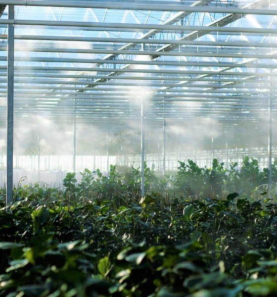 Greenhouse maintenance tips from plumbers 17