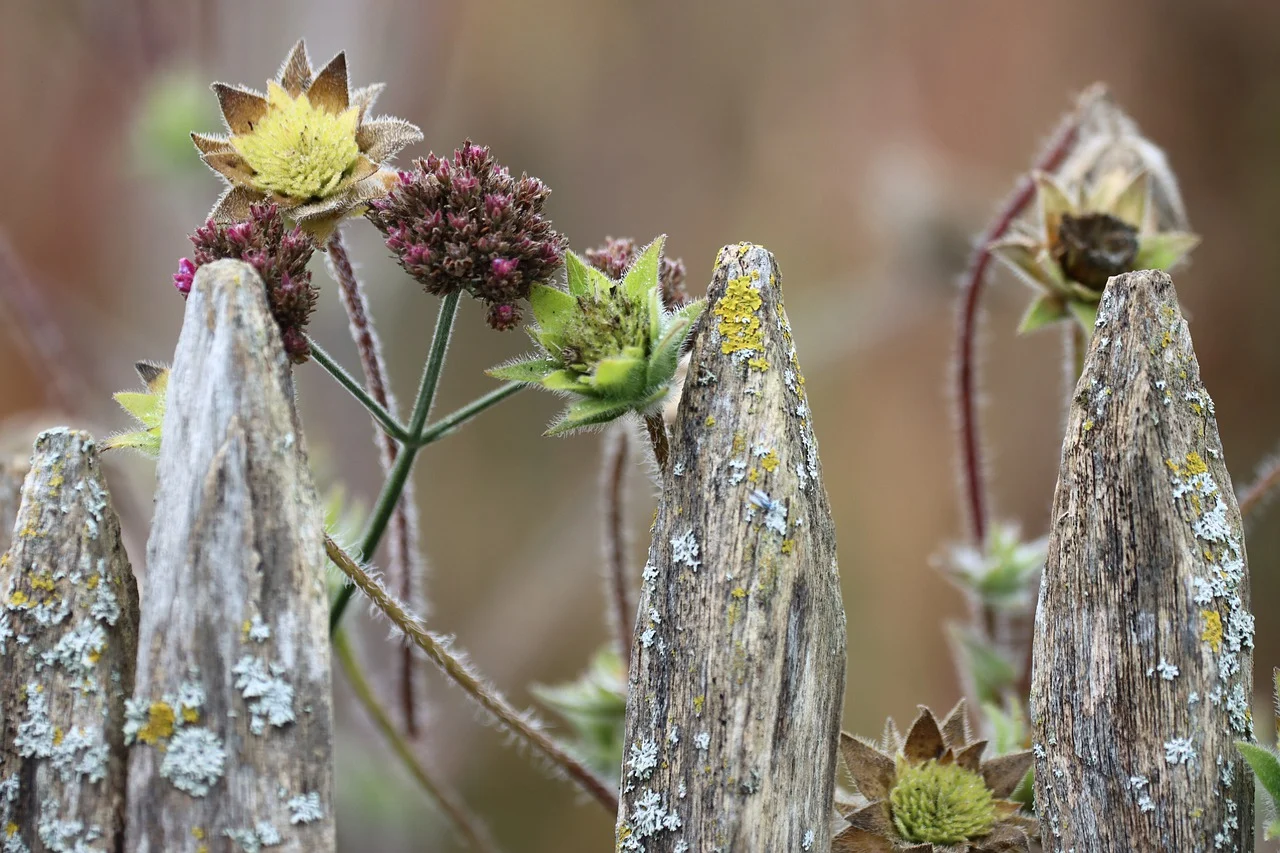 Sustainable shields: living fences for eco-friendly landscaping 134