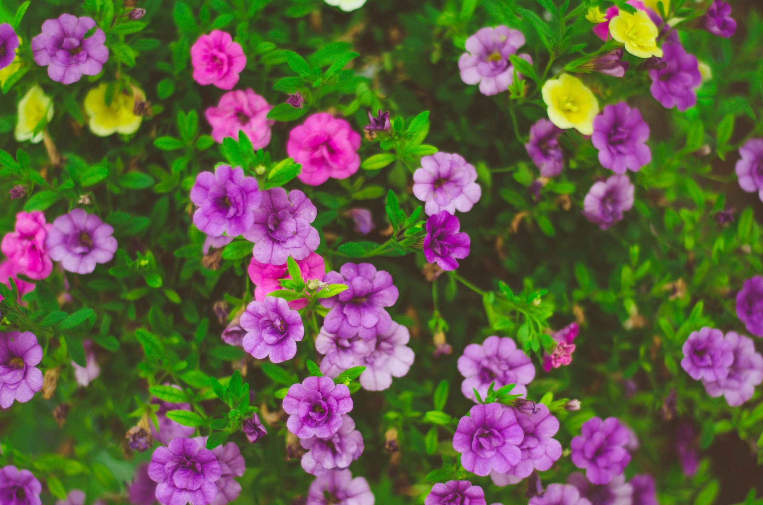 The real estate garden: cultivating spaces that sell homes faster 136