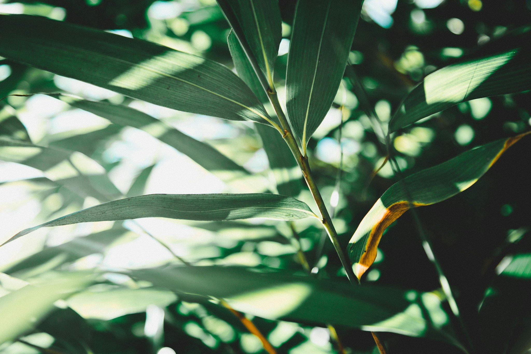 What wavelength of light do plants need? 126