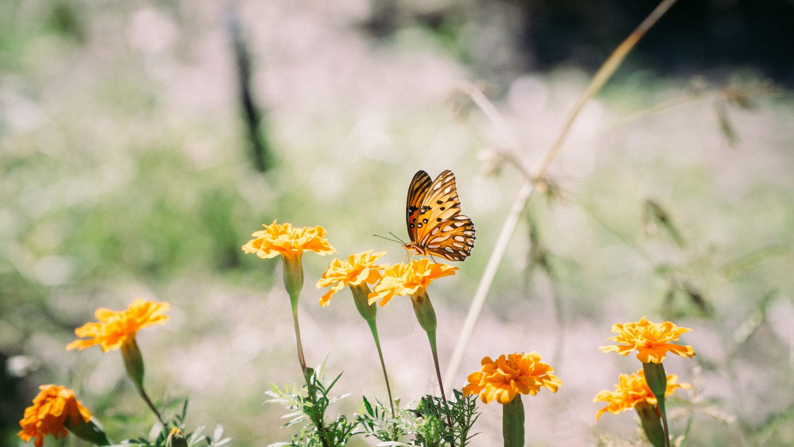 How to create a garden to attract butterflies and hummingbirds 115