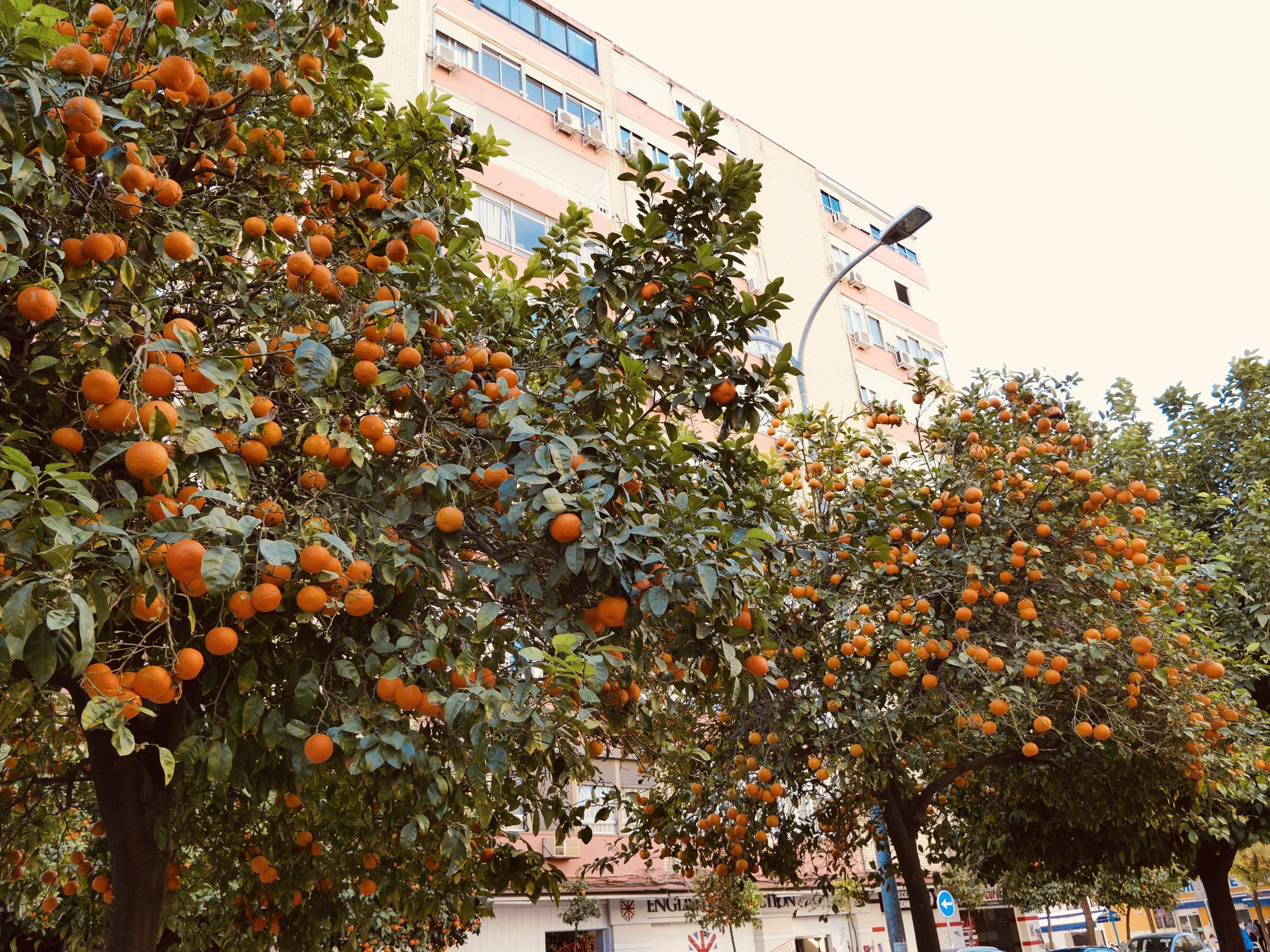 Planting fruit trees in urban wildlife 99