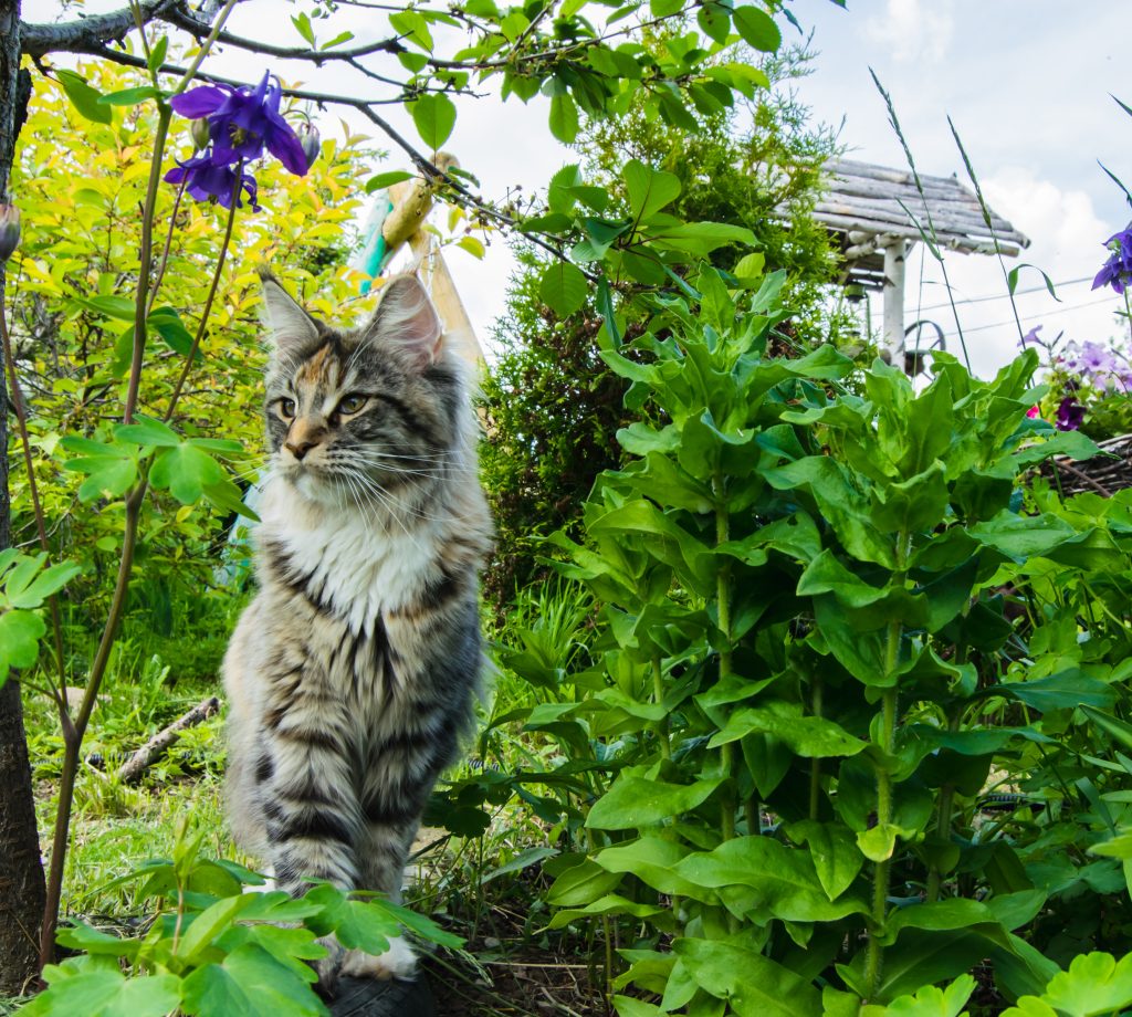 How to stop cats from pooping in the garden? 63 How to stop cats from pooping in the garden? 62