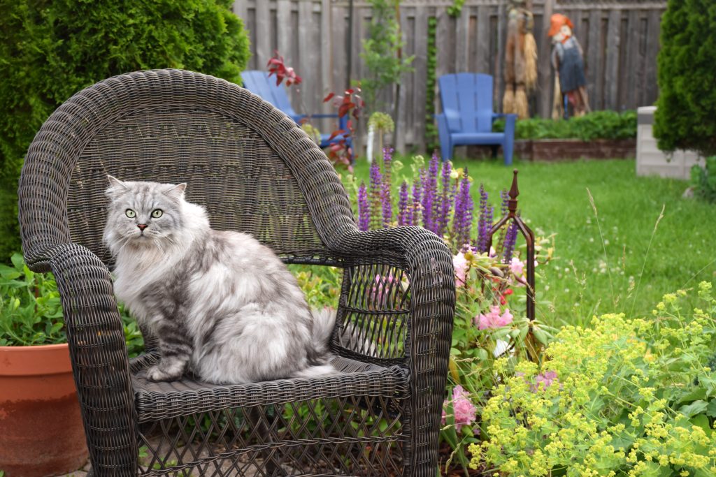 How to stop cats from pooping in the garden? 61 How to stop cats from pooping in the garden? 60