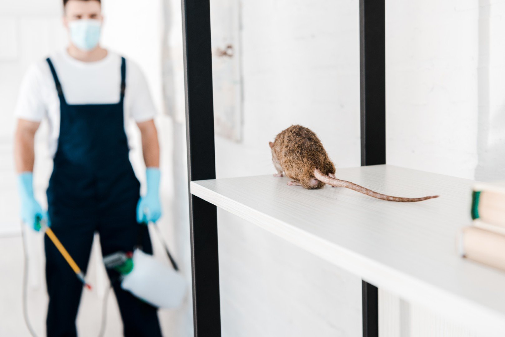 Effective strategies for keeping your home pest-free all year long 5