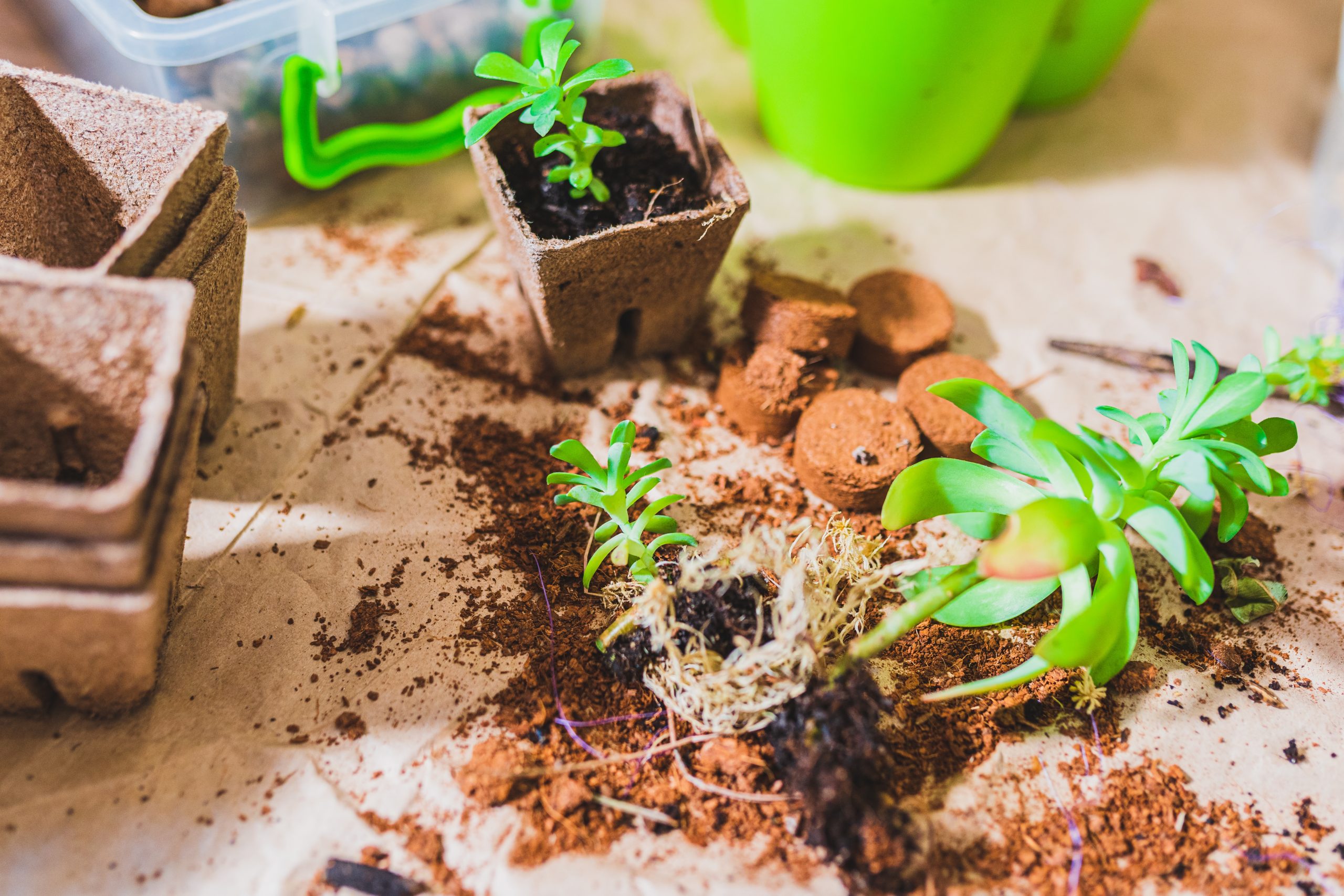 Ants in the garden: helpful allies or hidden pests? 3
