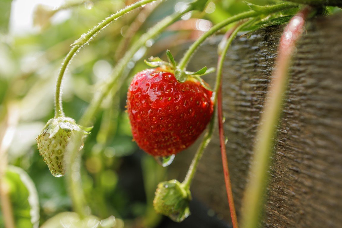 Strawberry plants: a complete guide to growing delicious strawberries at home 38