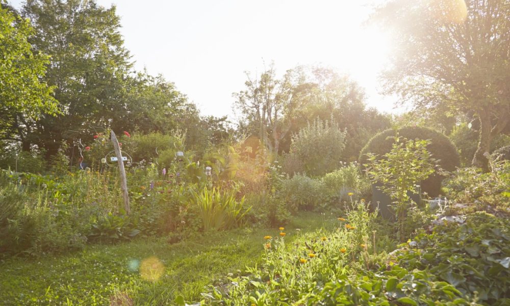 How to protect your garden and greenhouse from extreme summer heat: the complete 2026 survival guide 1