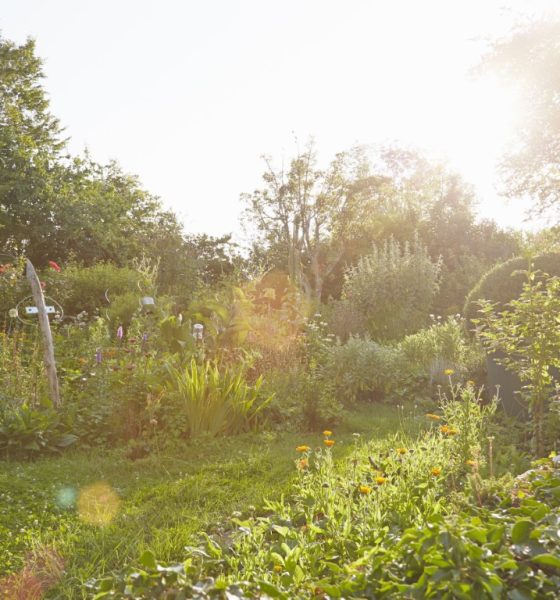 How to protect your garden and greenhouse from extreme summer heat: the complete 2026 survival guide 3